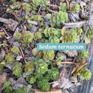 Sedum ternatum