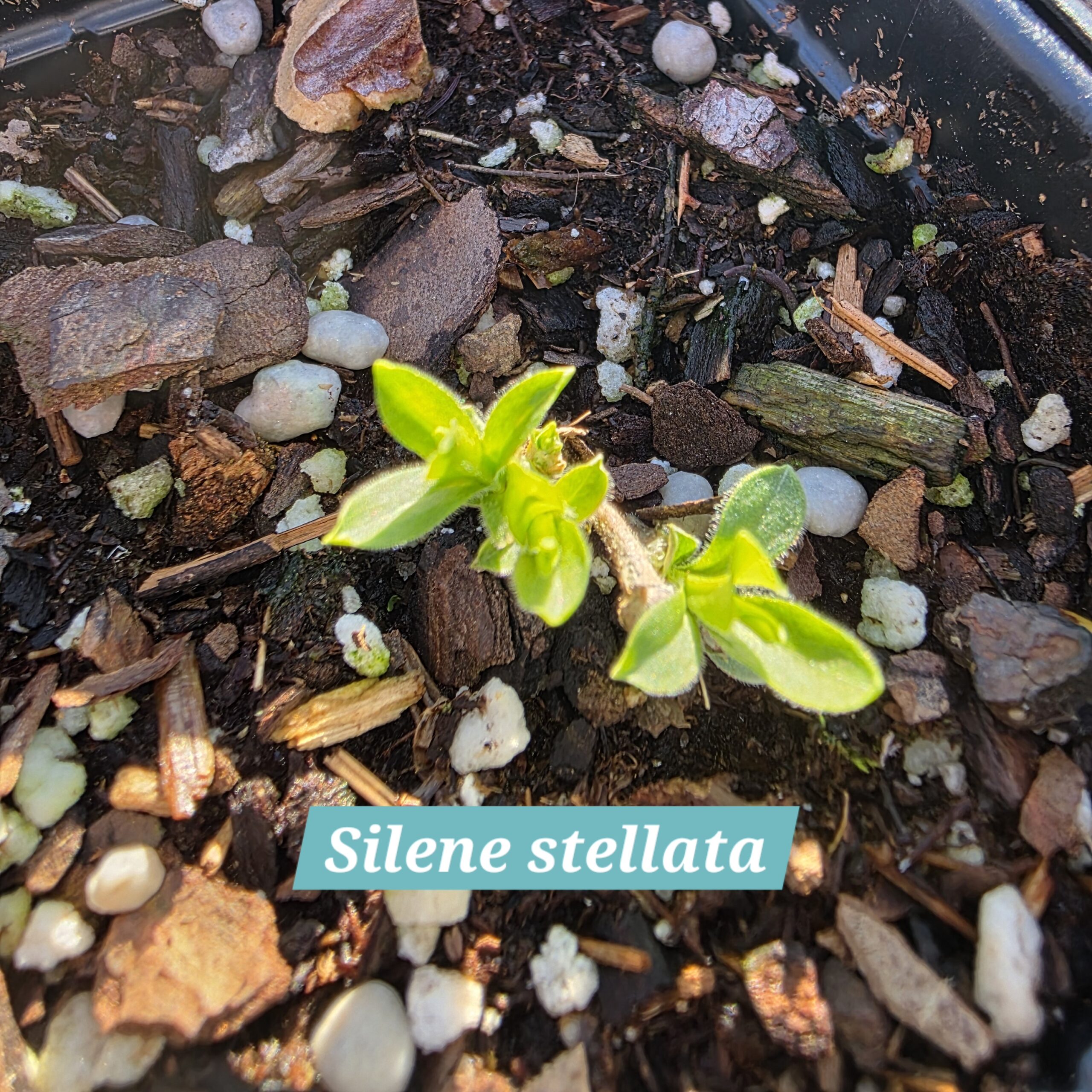 Silene stellata
