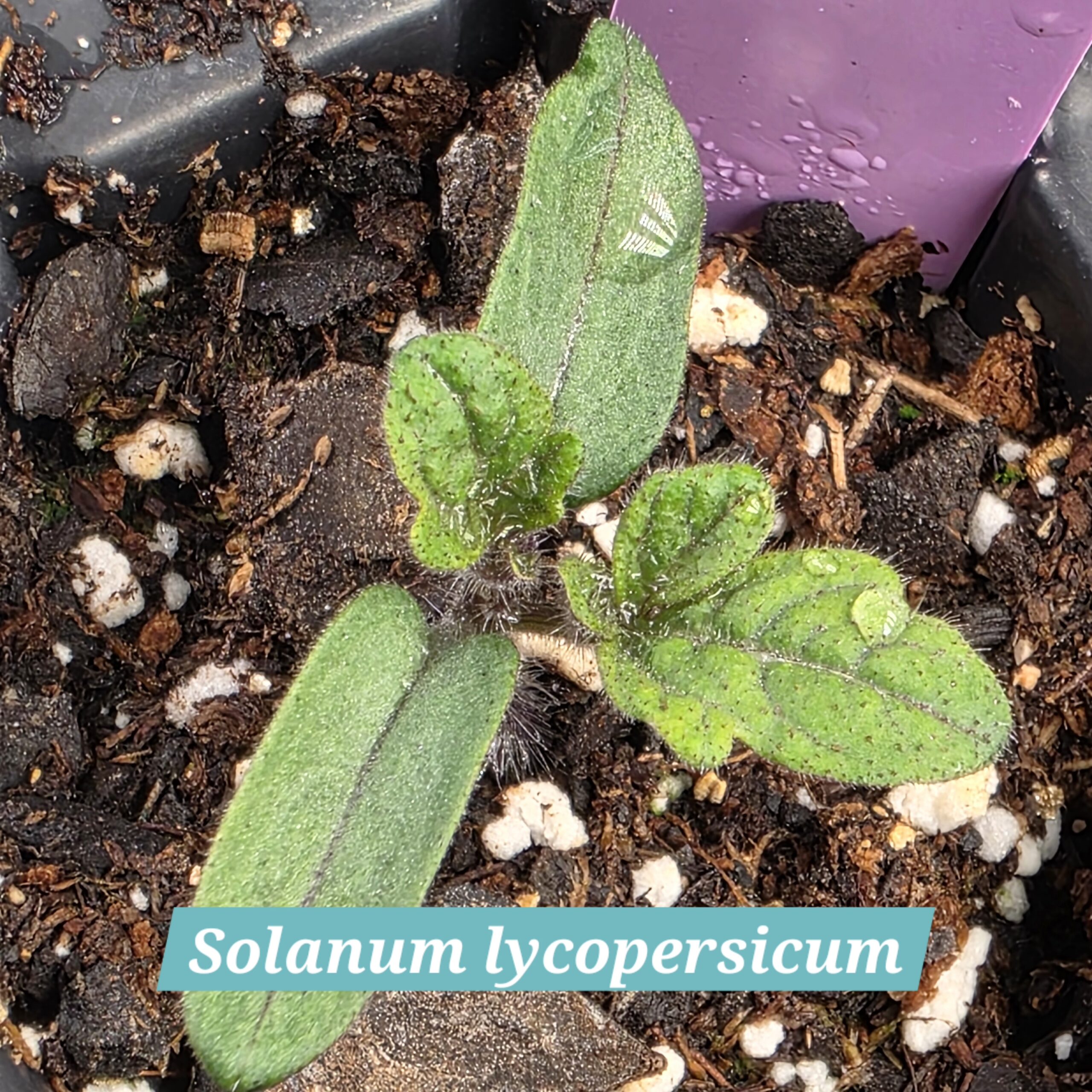 Solanum lycopersicum