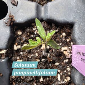 Solanum pimpinellifolium