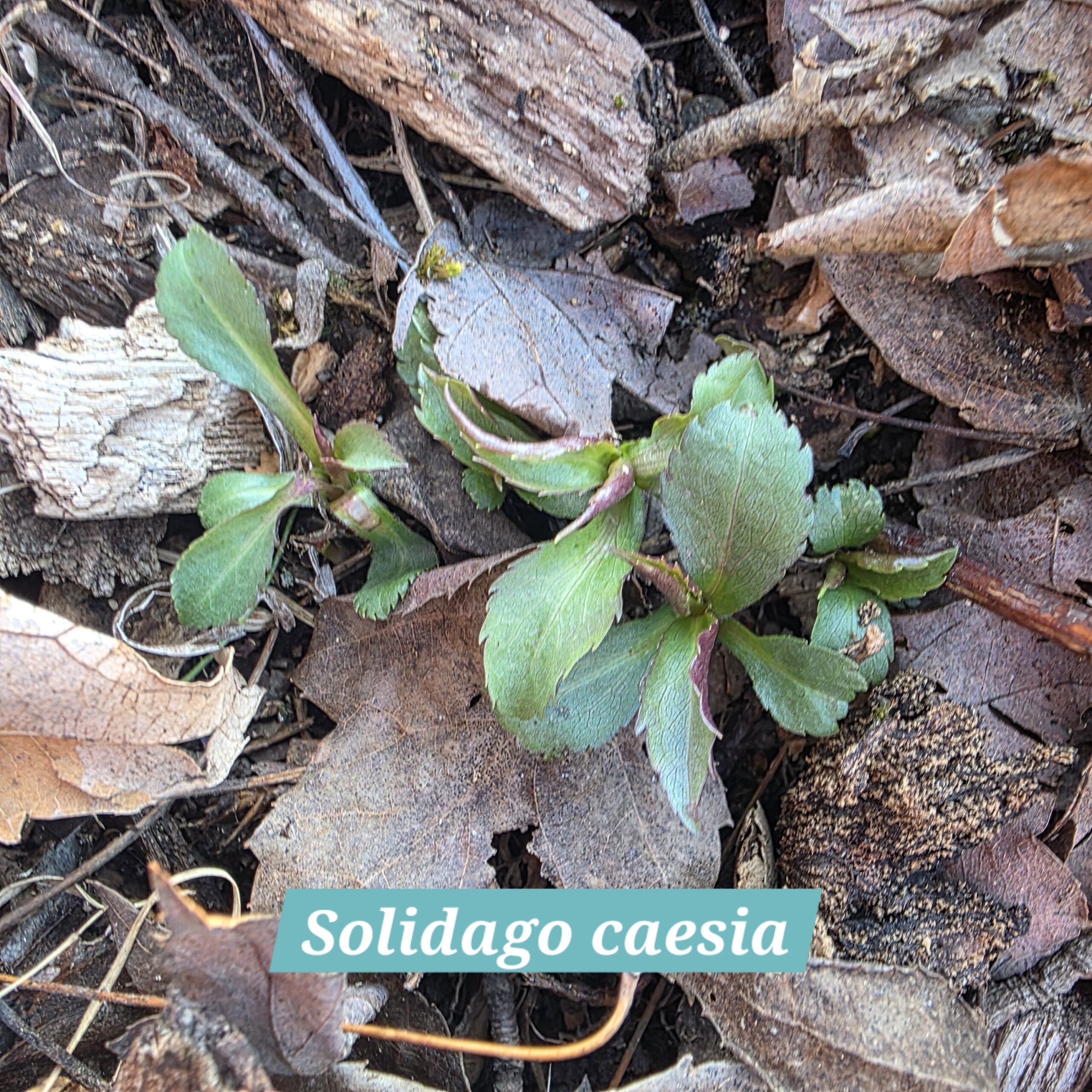 Solidago caesia