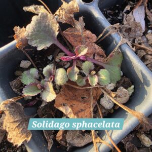Solidago sphacelata wild type 2nd year seedling