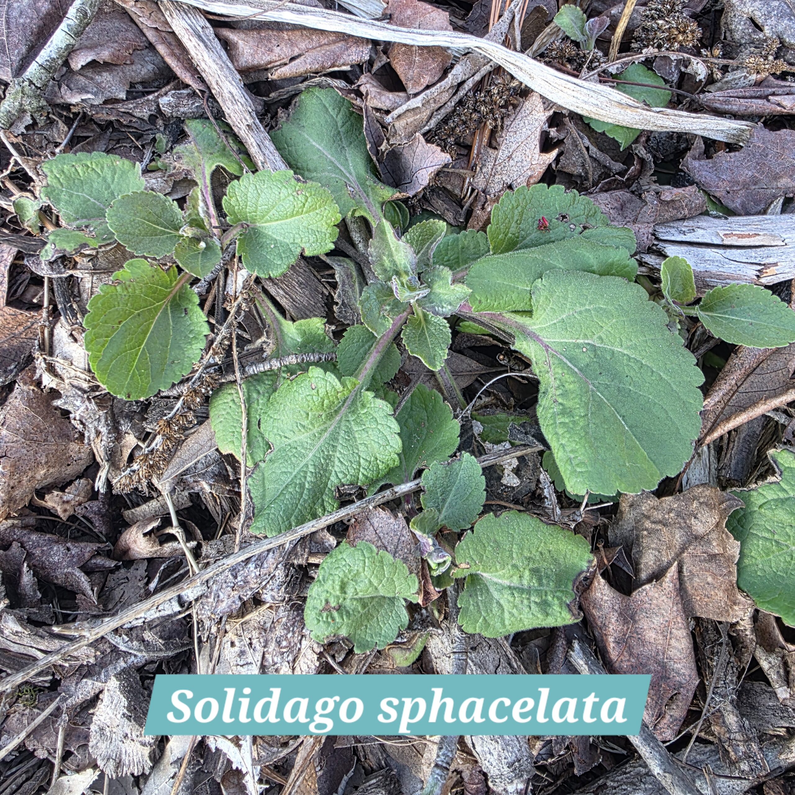 Solidago sphacelata established