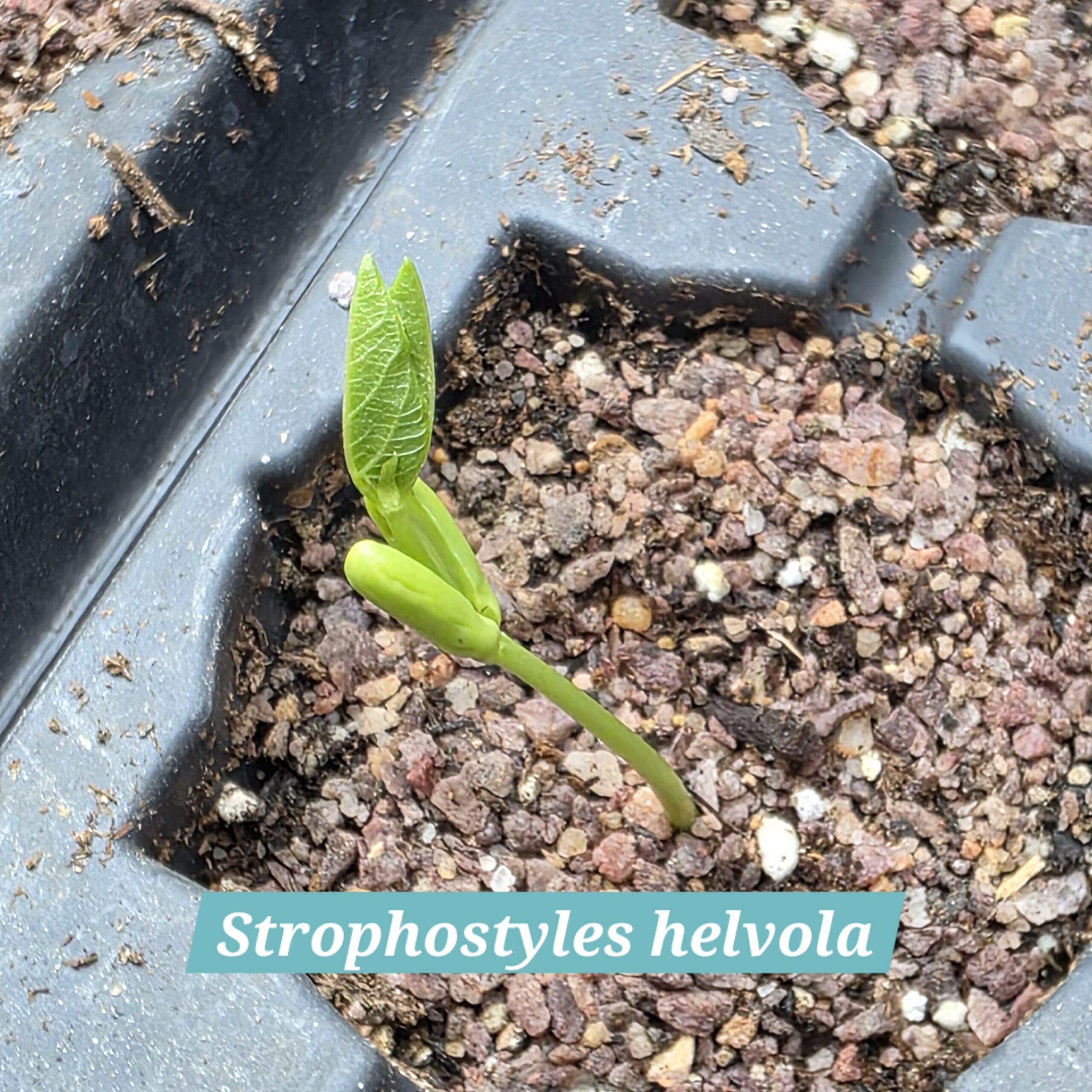 Strophostyles helvolva first leaves emerging from cotyledon shell