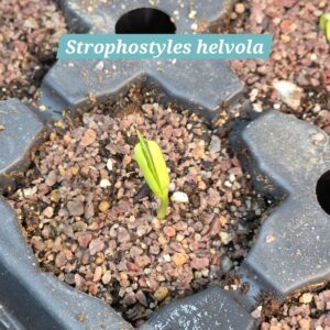 Strophostyles helvola cotyledons