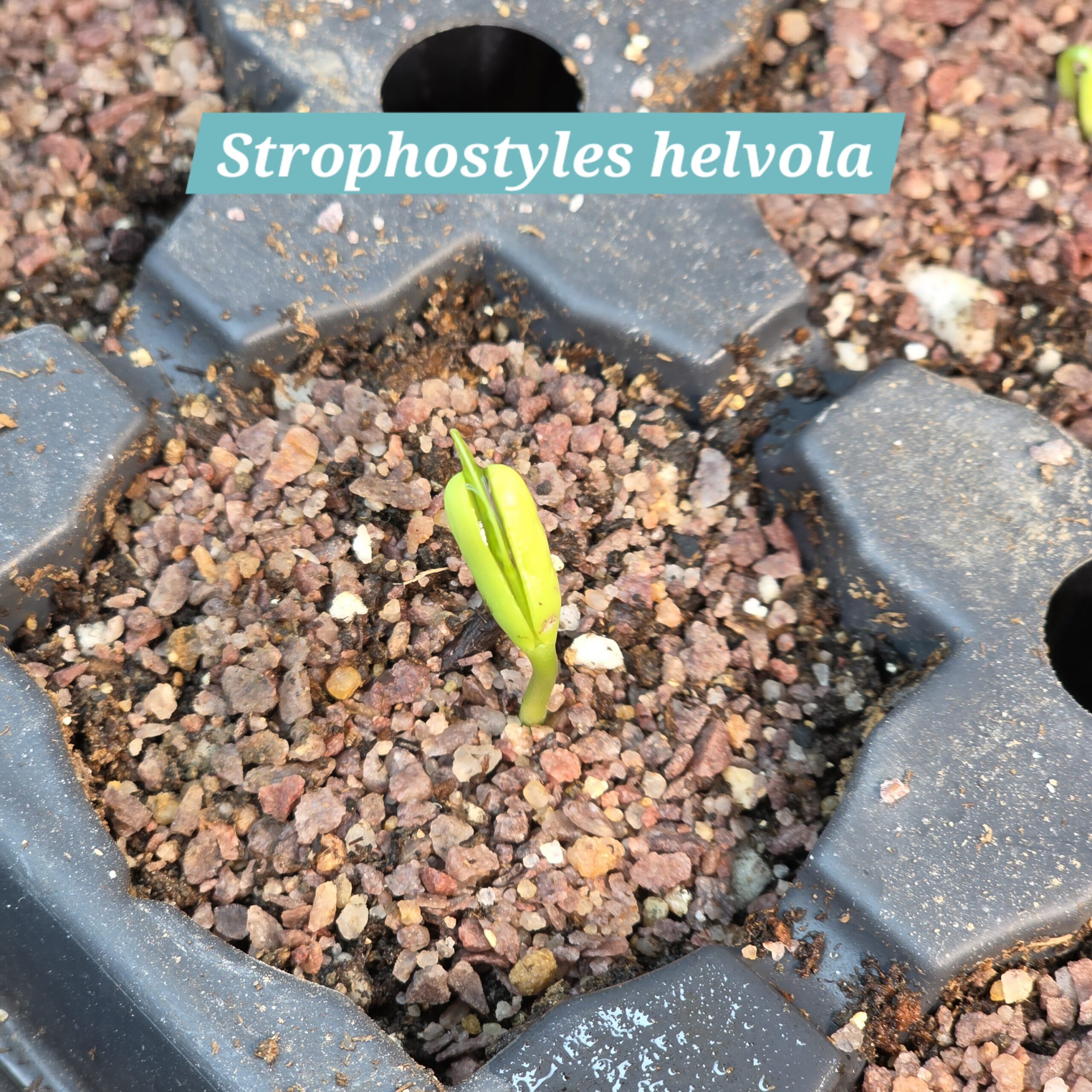 Strophostyles helvola cotyledons