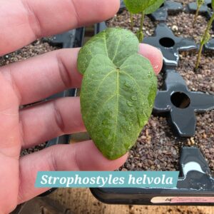 Strophostyles helvola