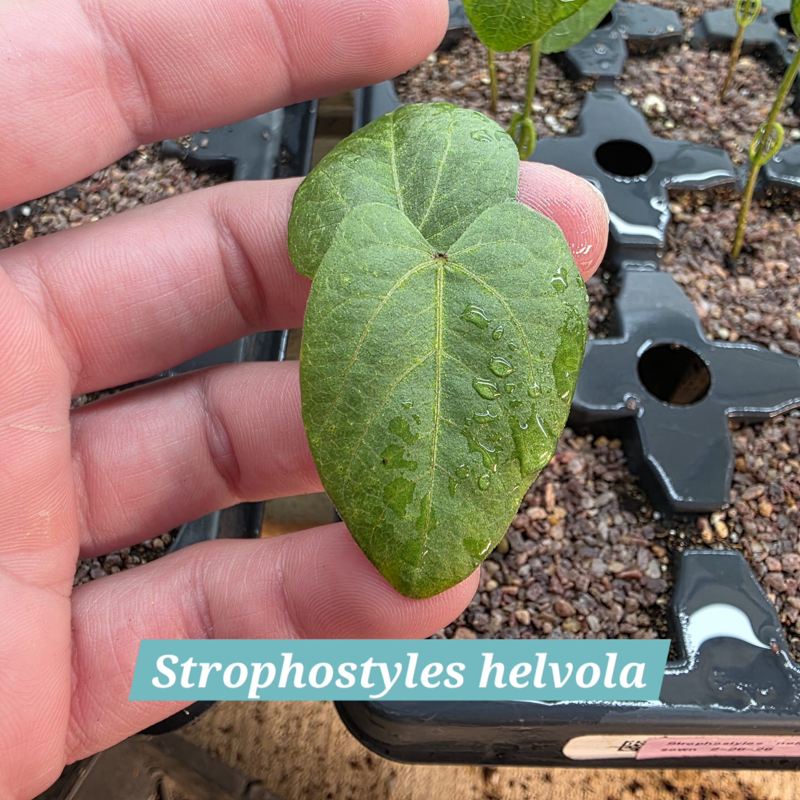 Strophostyles helvola