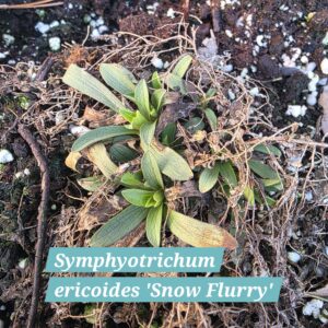 Symphyotrichum ericoides 'Snow Flurry'