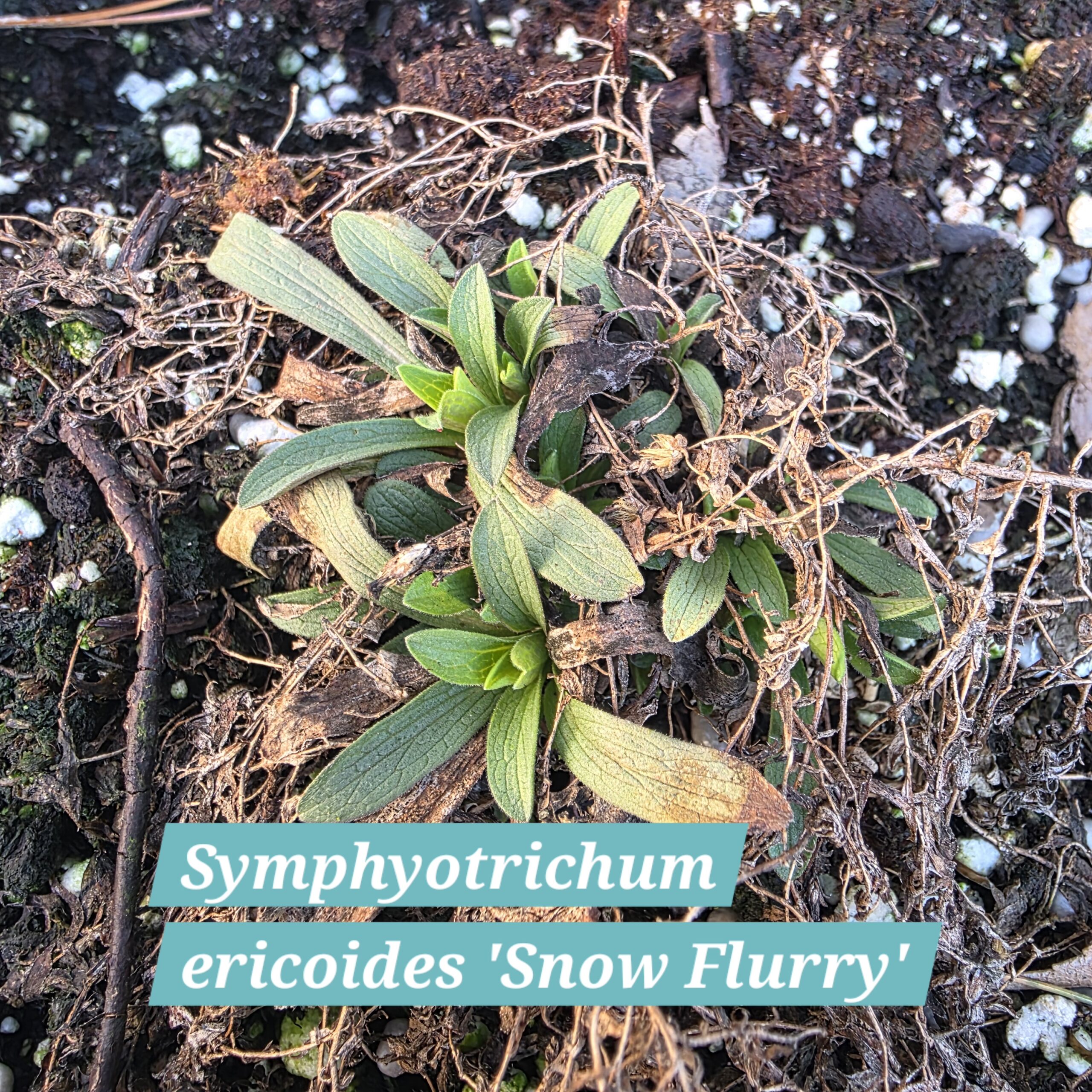 Symphyotrichum ericoides 'Snow Flurry'