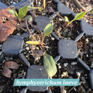 Symphyotrichum laeve