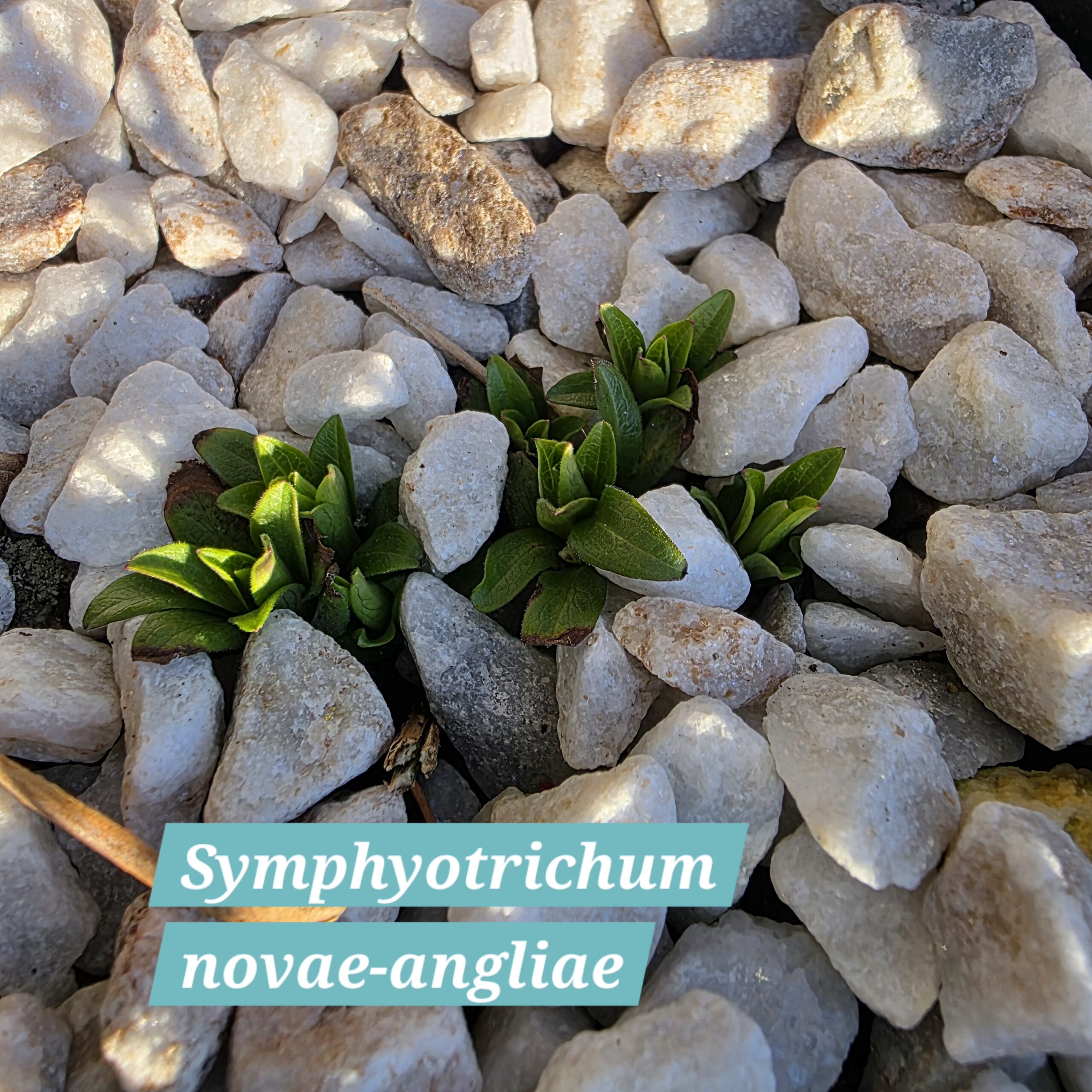 Symphyotrichum novae-angliae