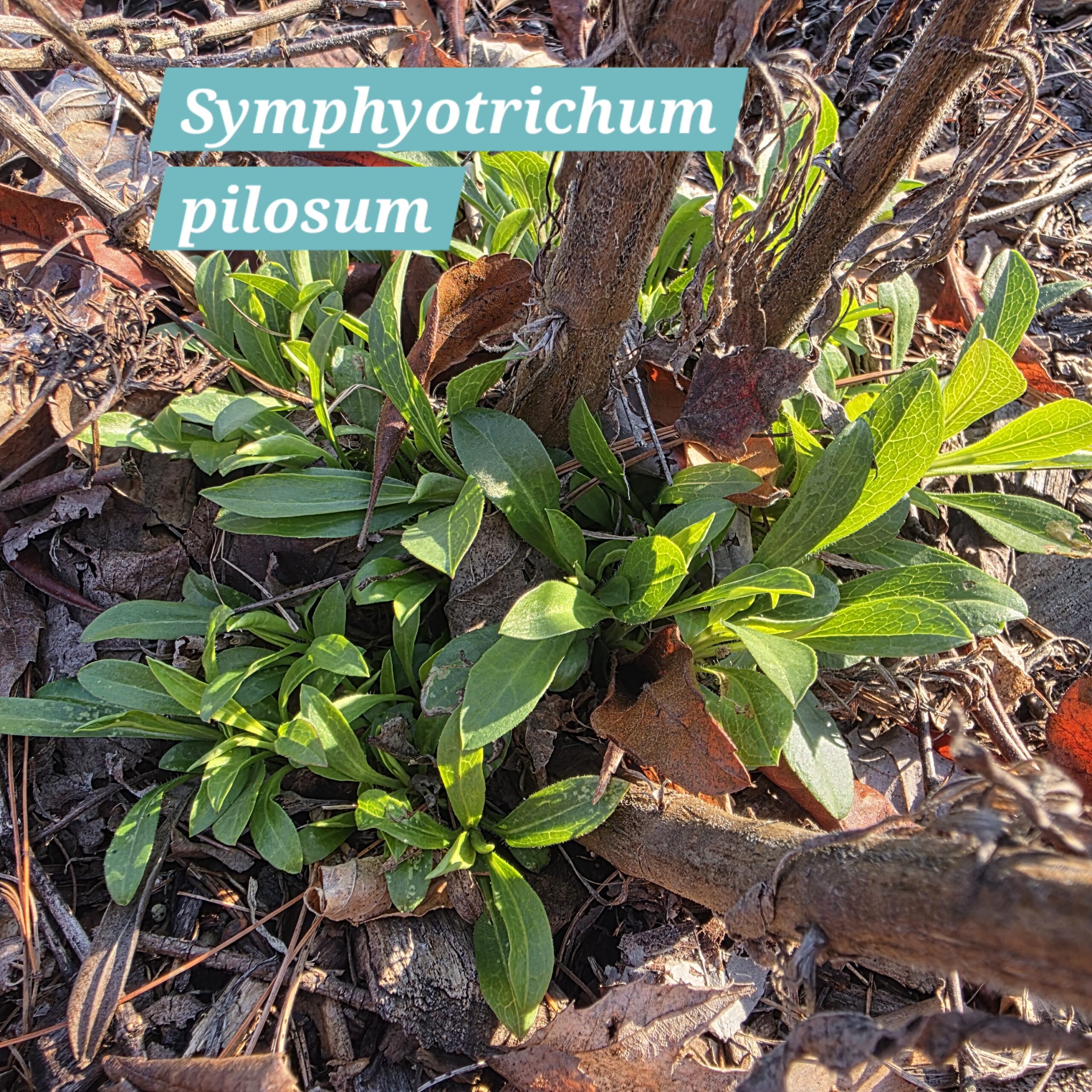 Symphyotrichum pilosum
