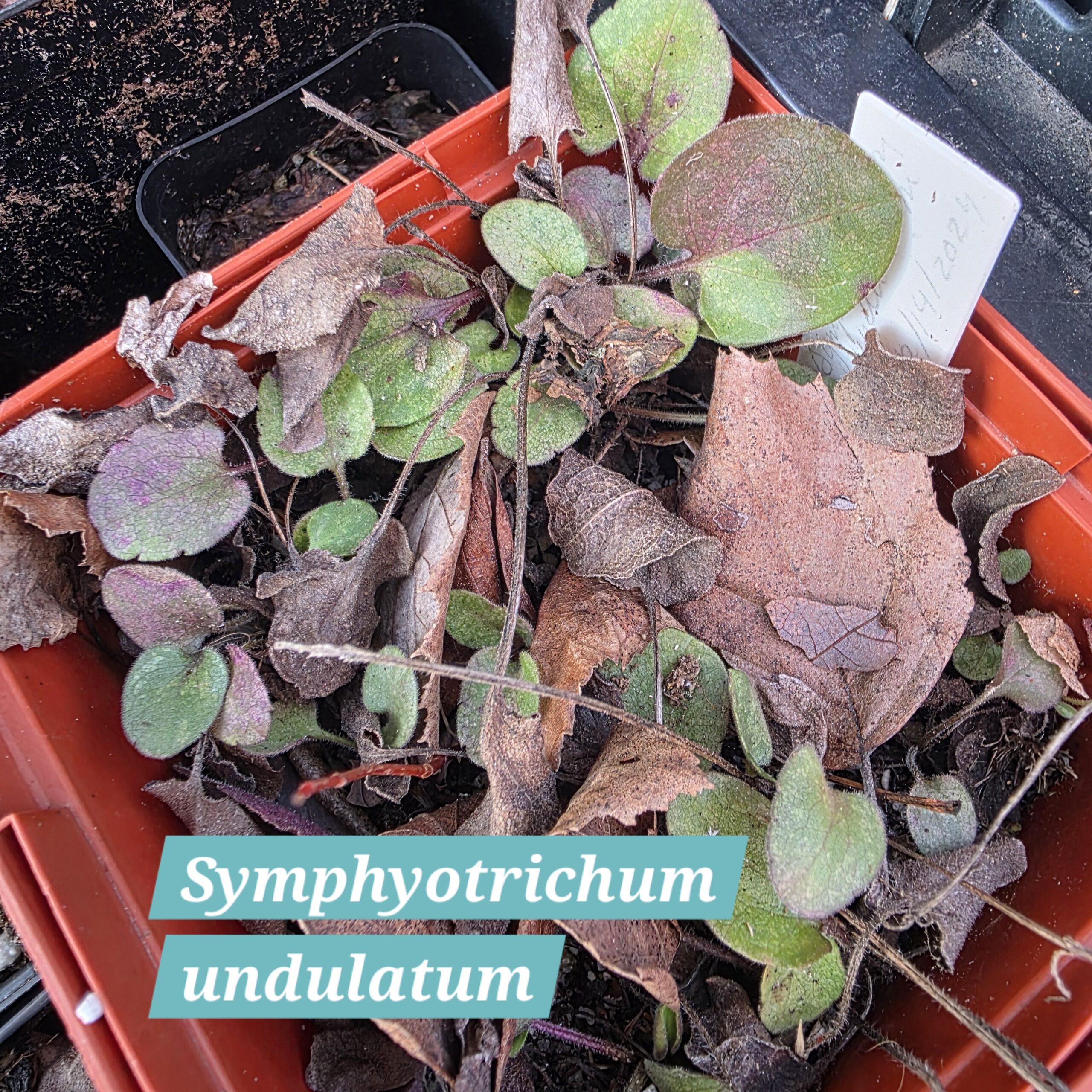 Symphyotrichum undulatum