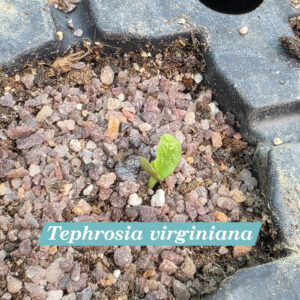 Tephrosia virginiana cotyledons