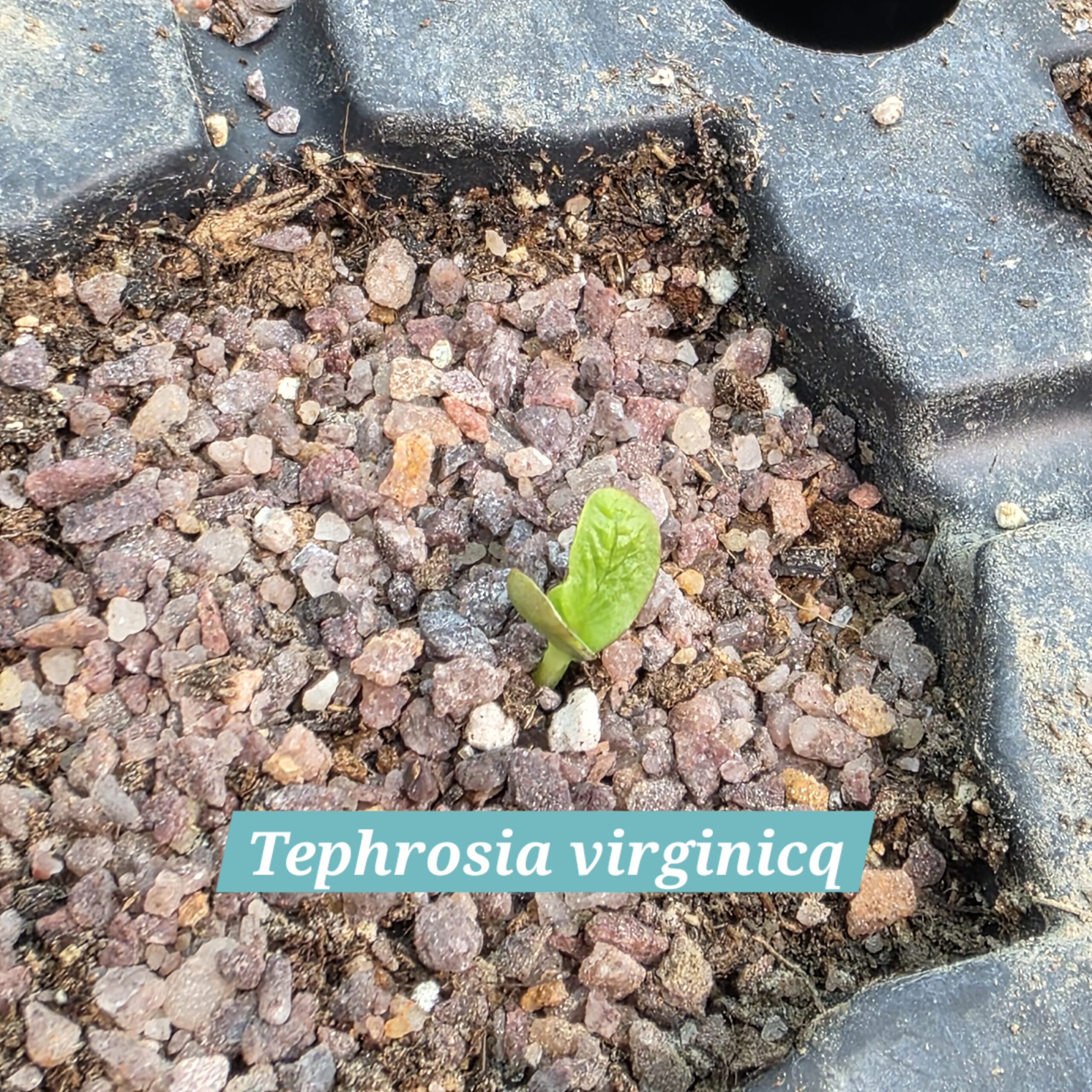 Tephrosia virginica cotyledons