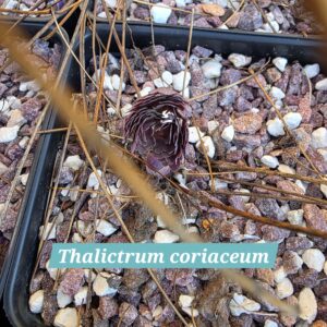Thalictrum coriaceum