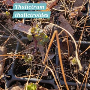 Thalictrum thalictroides