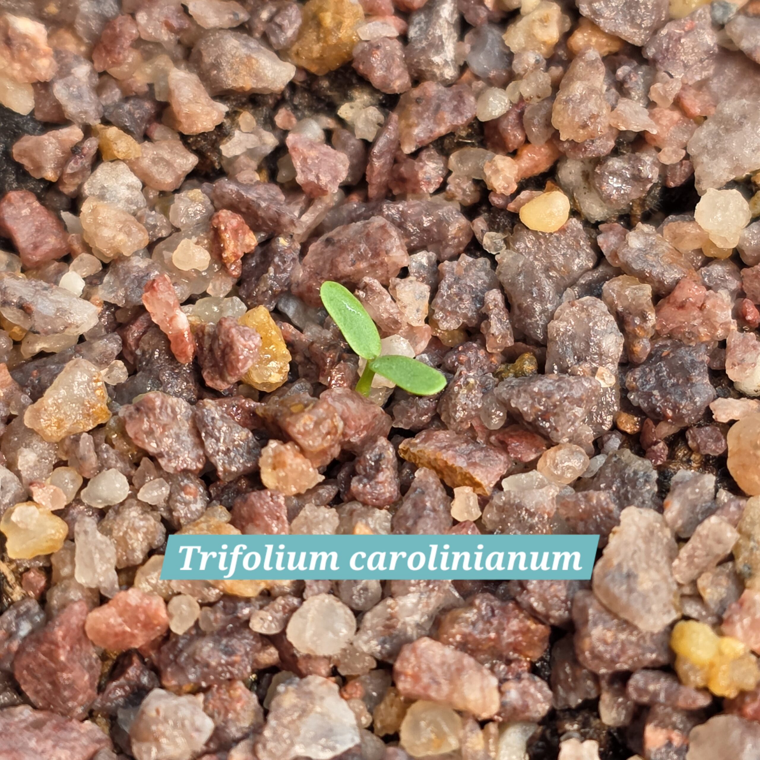 Trifolium carolinianum cotyledons