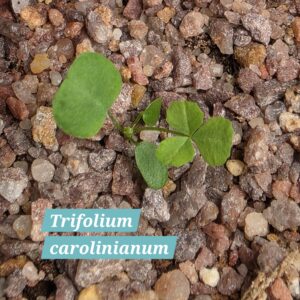 Trifolium carolinianum