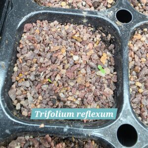 Trifolium reflexum cotyledons