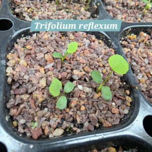 Trifolium reflexum