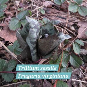 Trillium sessile, Fragaria virginiana