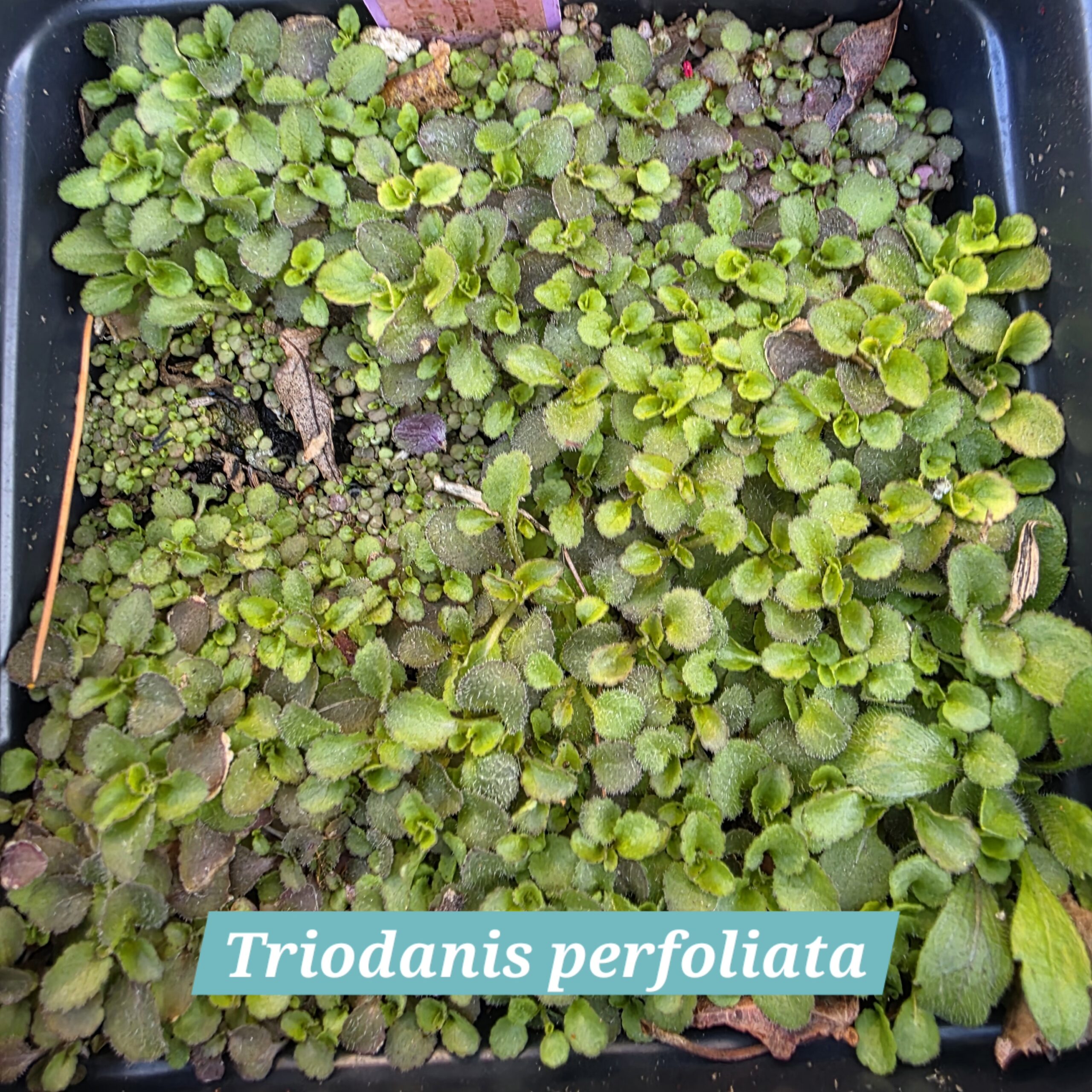 Triodanis perfoliata