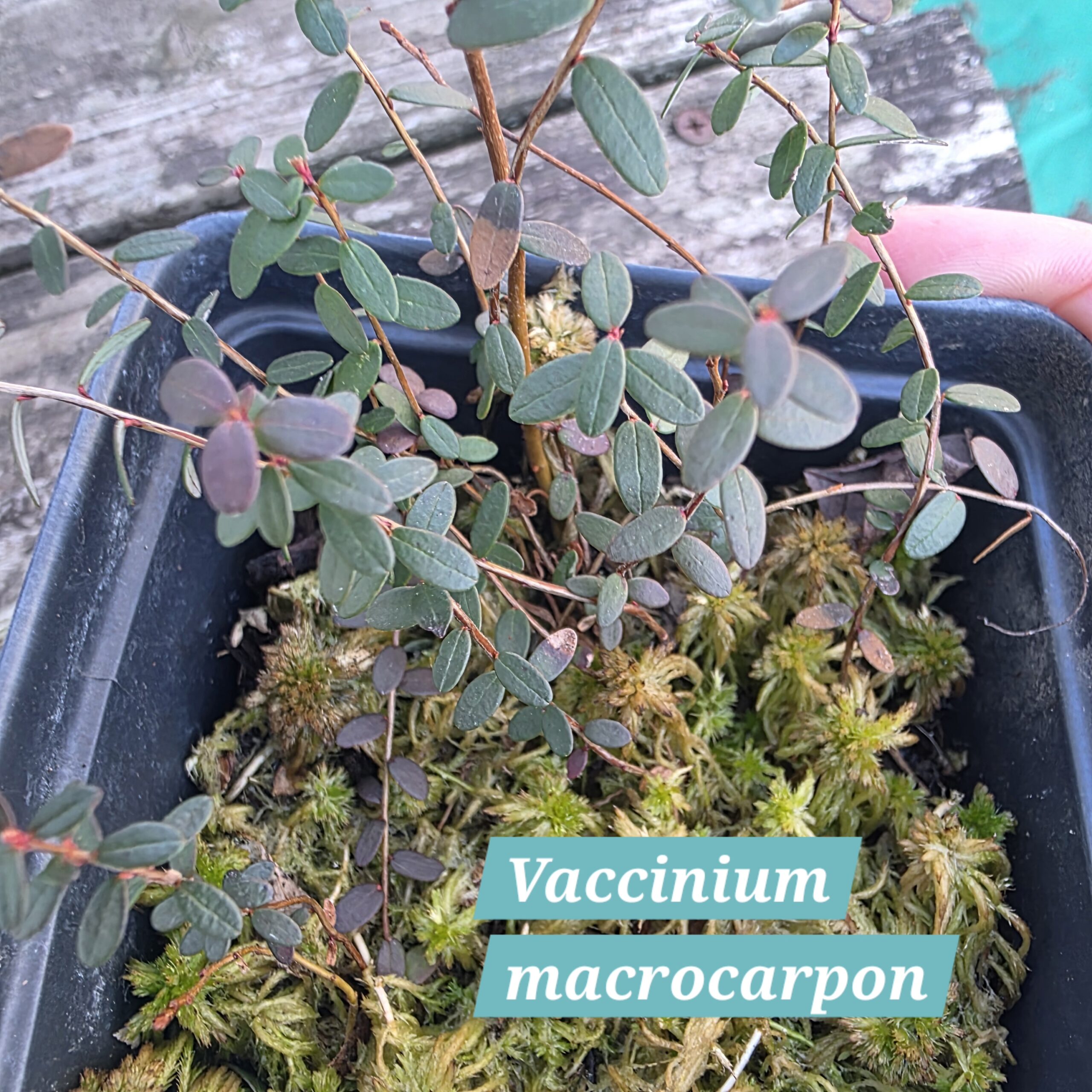 Vaccinium macrocarpon