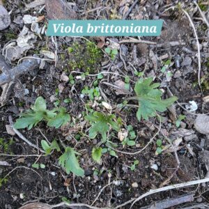 Viola brittoniana