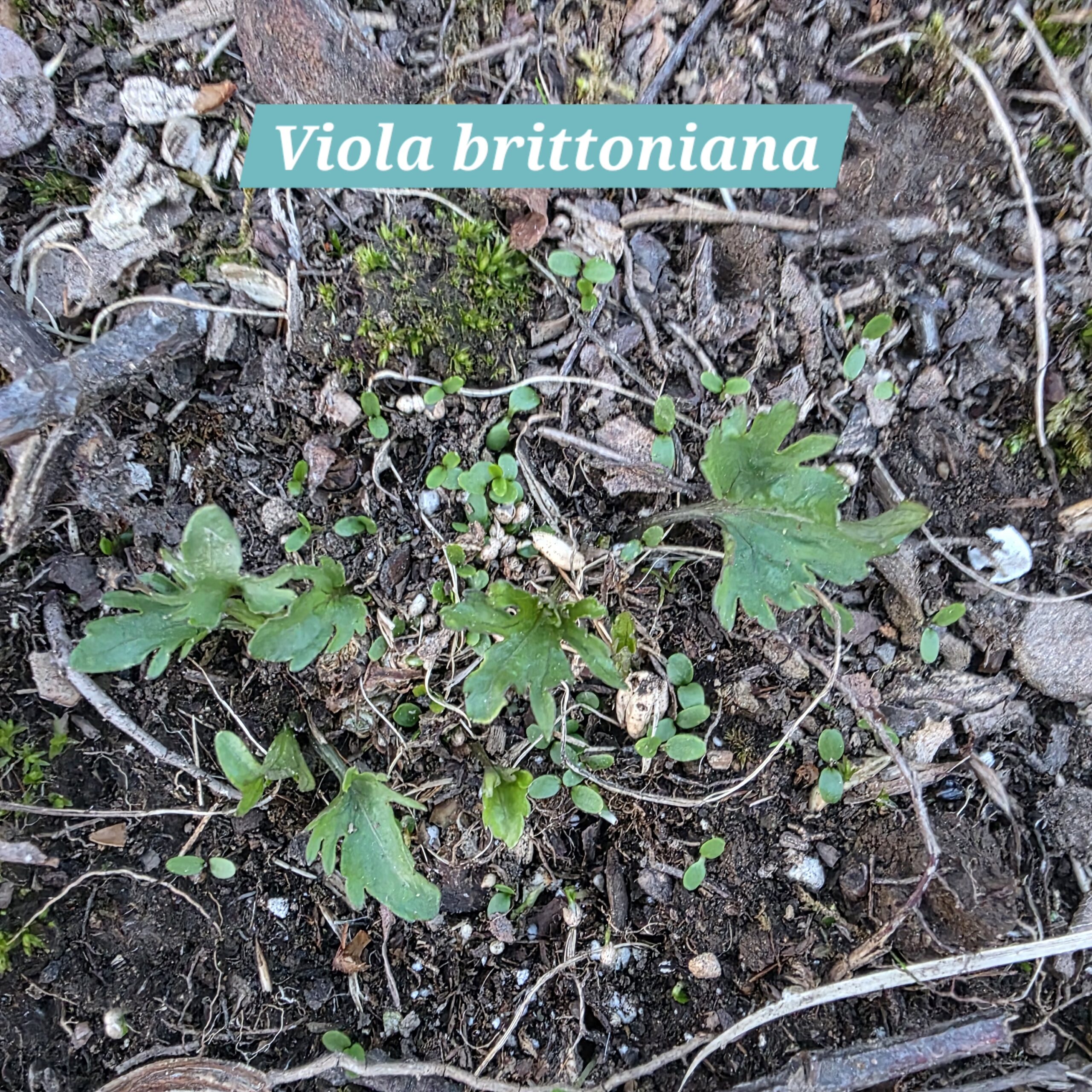 Viola brittoniana