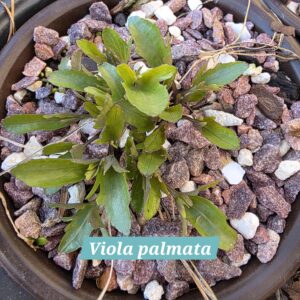 Viola palmata