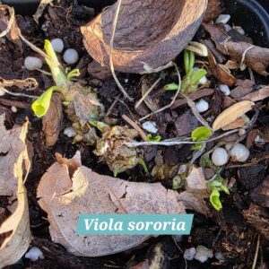 Viola sororia