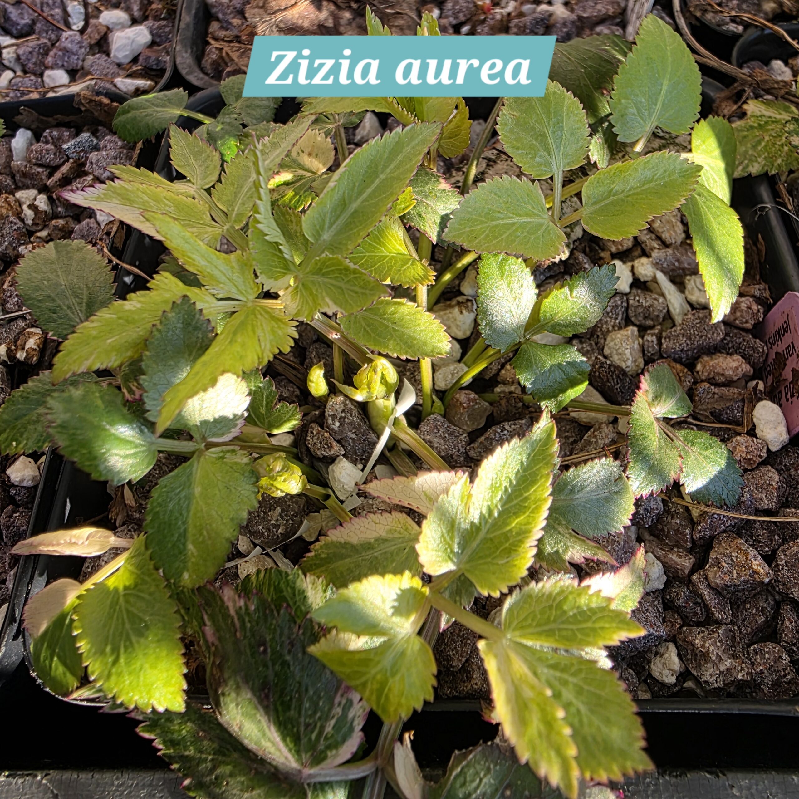 Zizia aurea