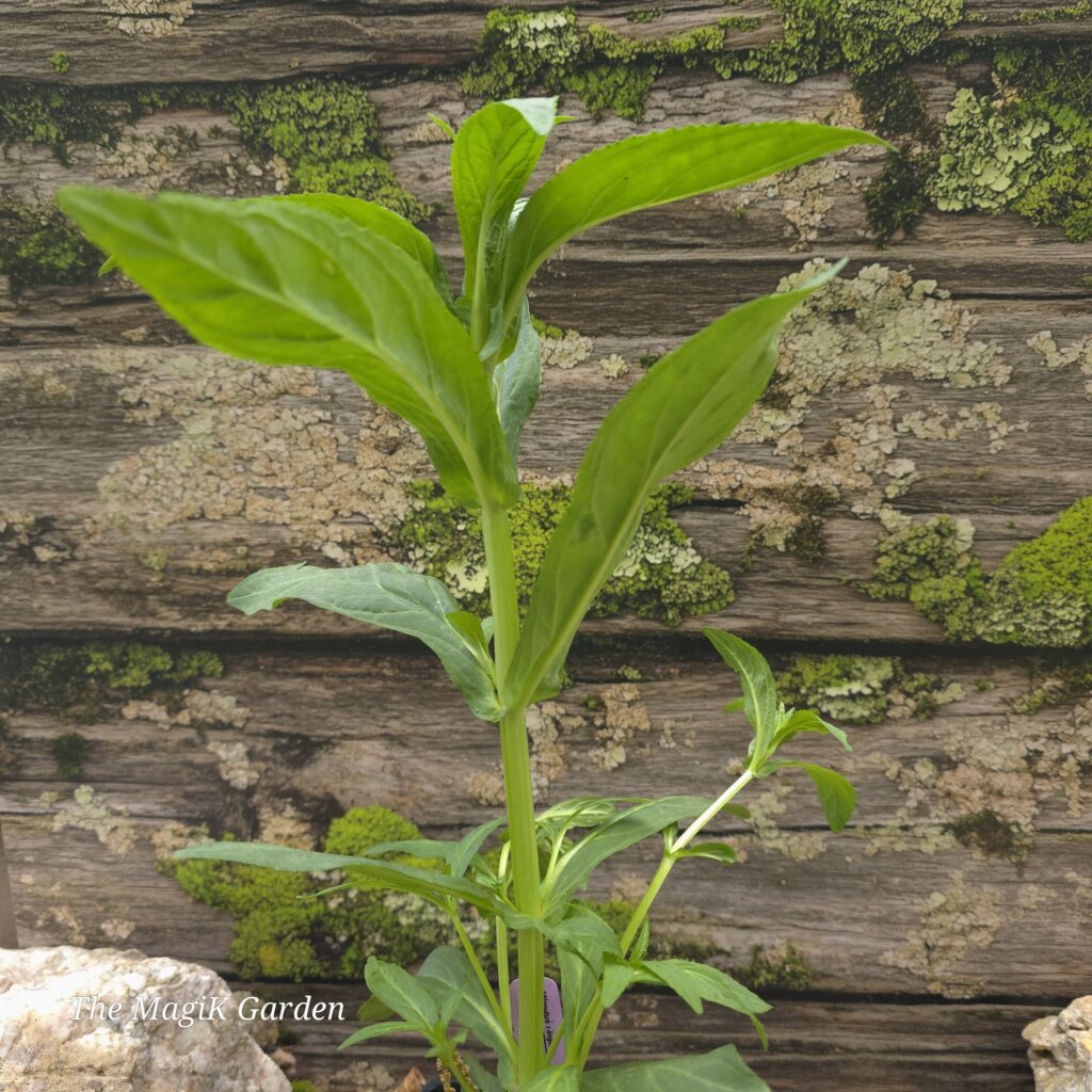 Allegheny Monkey Flower