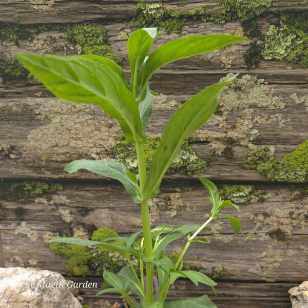 Allegheny Monkey Flower