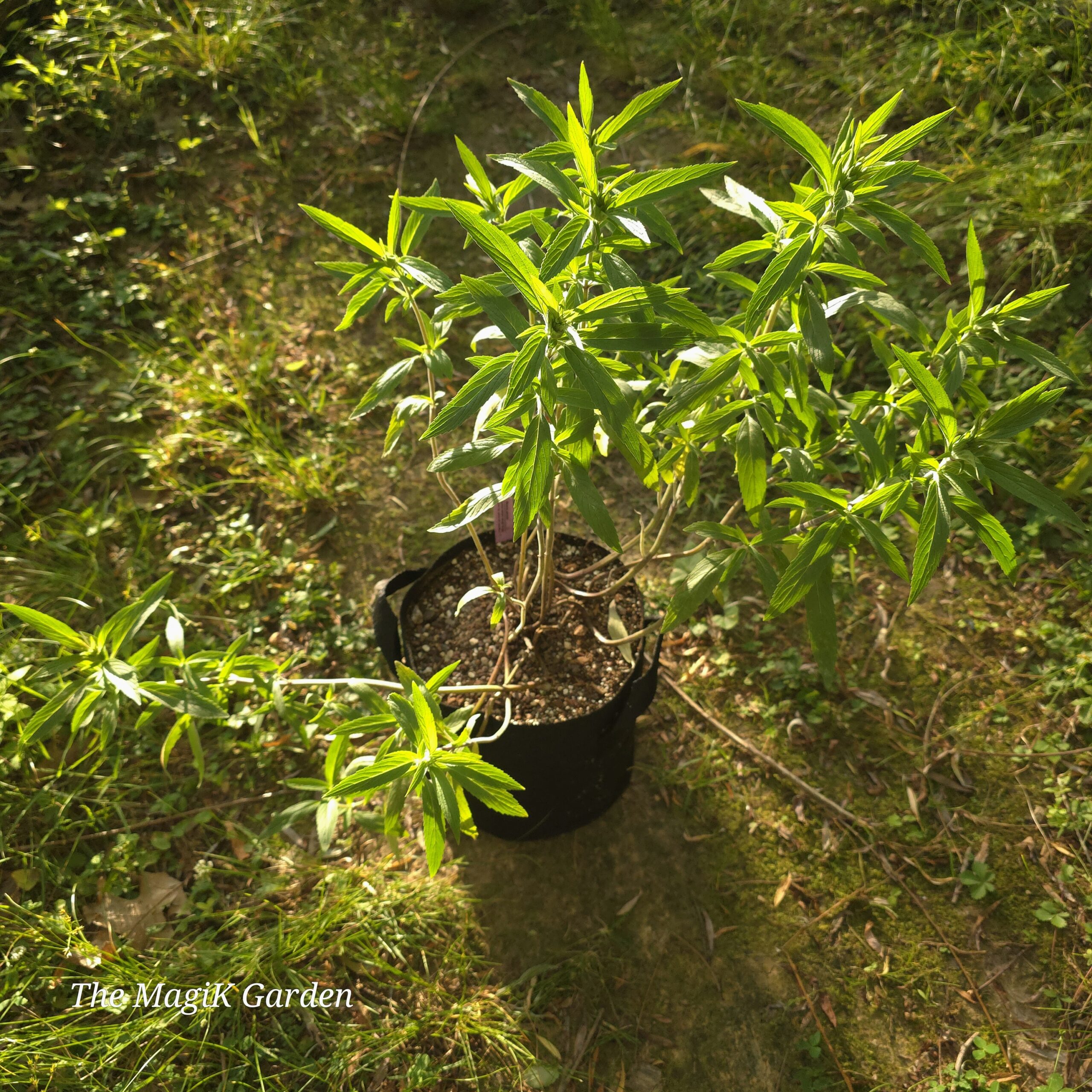 Spotted Bee Balm - Image 2