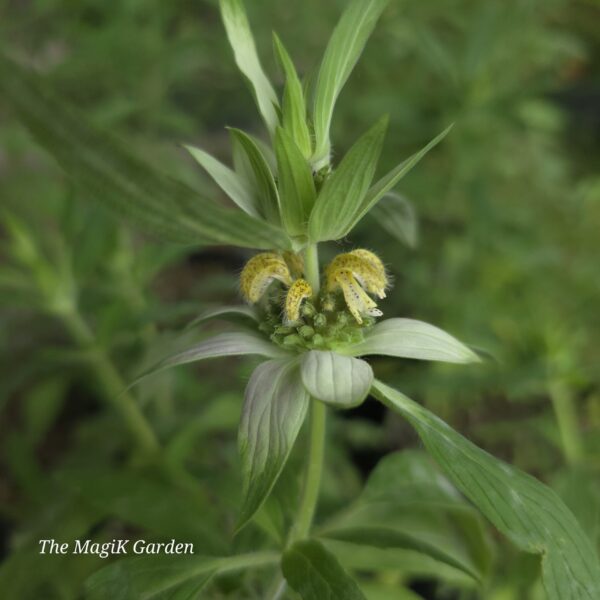 Spotted Bee Balm