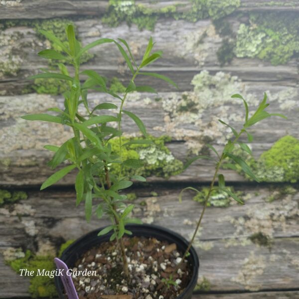 Aromatic Aster