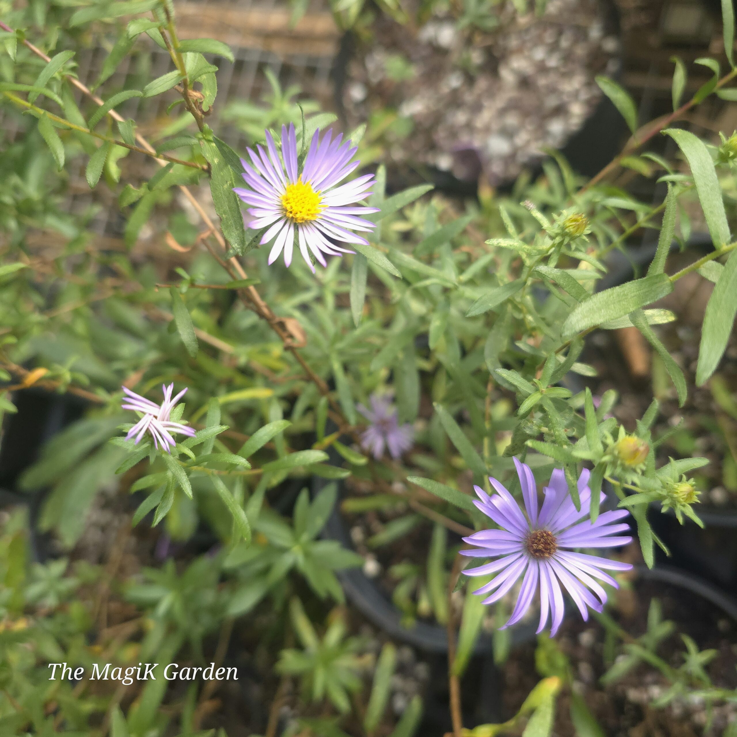 Aromatic Aster