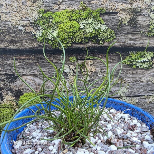 Spiralis' Corkscrew Rush