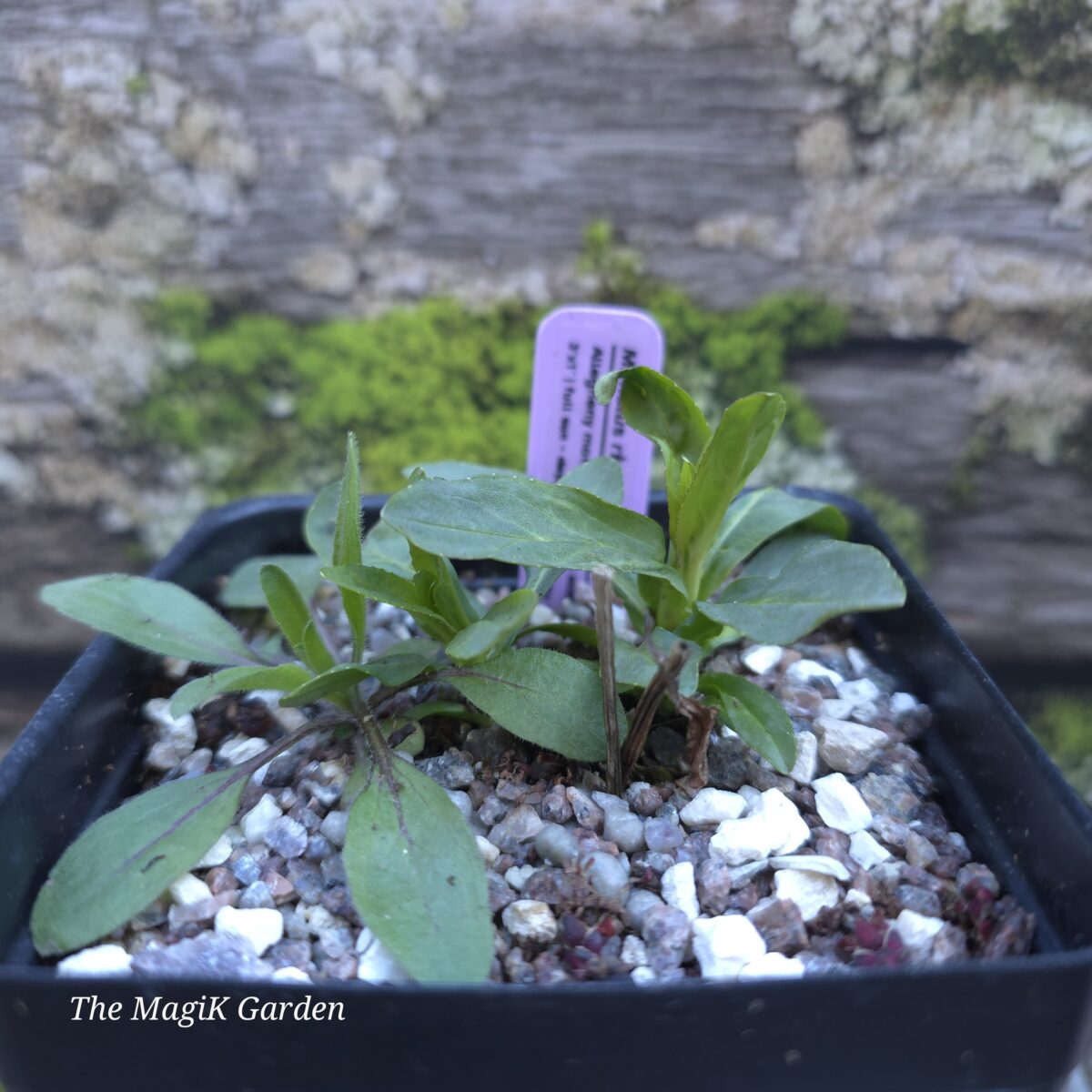 Allegheny Monkey Flower