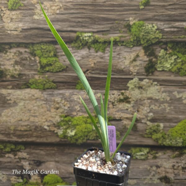 Copper Iris