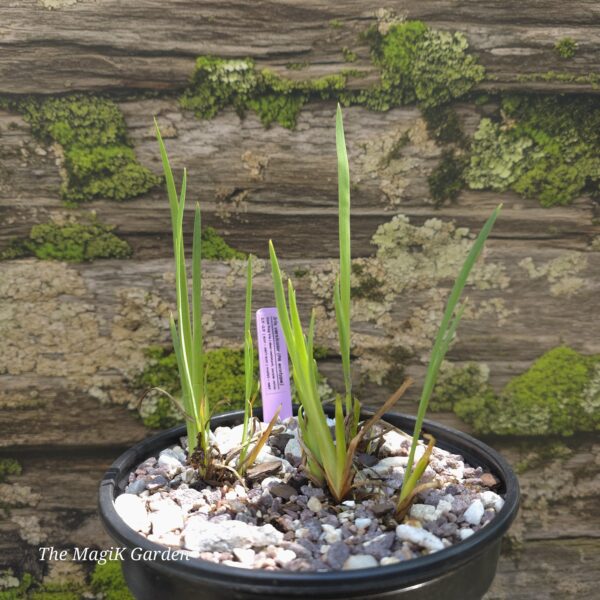 Blue Flag Iris