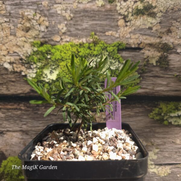Cumberland Rosemary