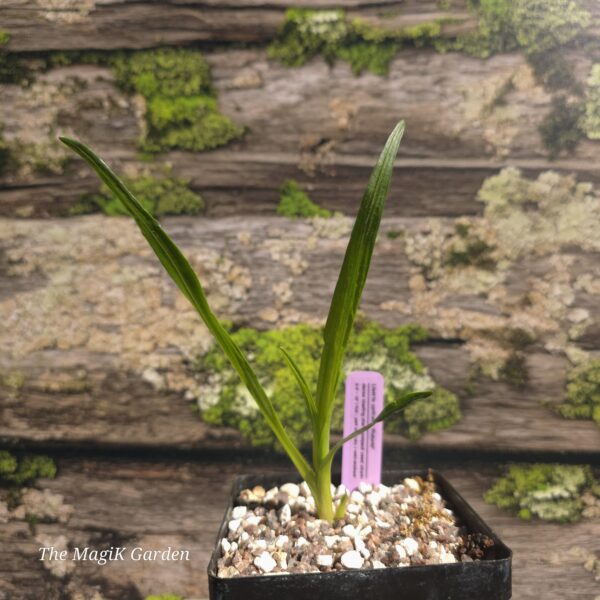 Liatris spicata 'Kobold'