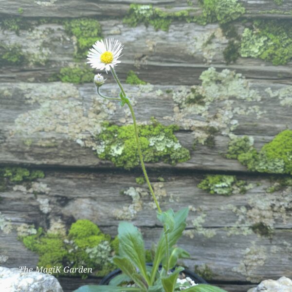 Robin's Plantain