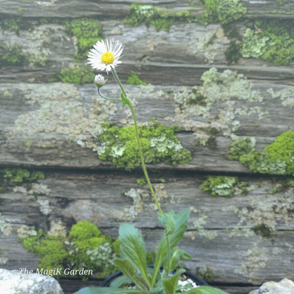 Robin's Plantain