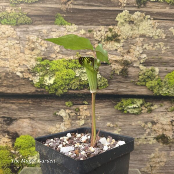 Jack-In-The-Pulpit