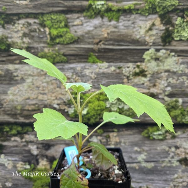 Oak-Leaf Hydrangea